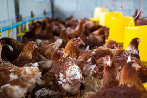 Foto contoh: ayam di dalam kandang dengan tempat minum kuning